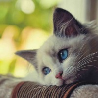 Avatar của người chơi Liễu Thùy My tại Rik VIP